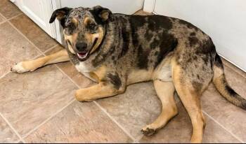 Catahoula Leopard Dog Dogs Available for Adoption in Shawnee, Oklahoma - Pickles | PetCurious