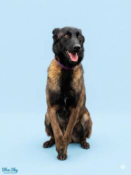 Alani -  Belgian Shepherd Malinois Dog for Adoption in Philadelphia, Tennessee - Alani | PetCurious