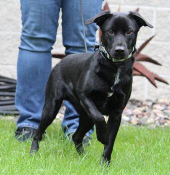 Adam -  Mixed Breed Dog for Adoption in Portage, Wisconsin - Adam | PetCurious