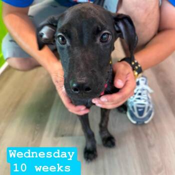 Wednesday -  Poodle and Cane Corso Dog for Adoption in Tampa, Florida - Wednesday | PetCurious