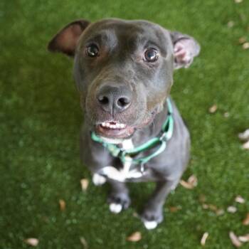 Pit Bull Terrier and Labrador Retriever Dogs Available for Adoption - Officer (In Foster) | PetCurious