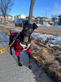 Chihuahua Dogs Available for Adoption - Nito | PetCurious