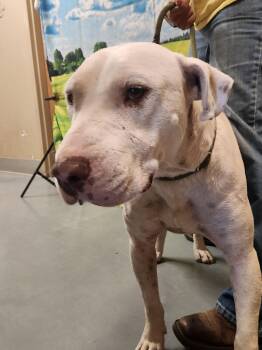 Rescue Bull Terrier and Pit Bull Terrier Dogs for Adoption in Truth Or Consequences, New Mexico - #1 | PetCurious