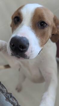 Rescue Mixed Breed Dogs for Adoption in Benton Harbor, Michigan - Plumpoptart | PetCurious