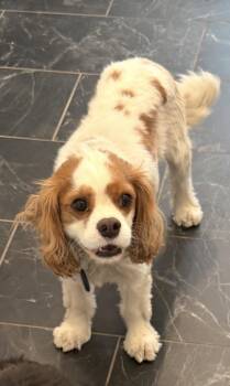 Beau -  Cavalier King Charles Spaniel Dog for Adoption in Midway, Utah - Beau | PetCurious