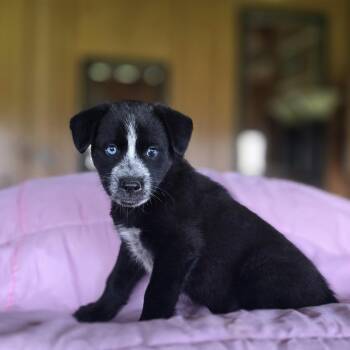 Border Collie and Australian Cattle Dog Blue Heeler Dogs Available for Adoption in Boerne, Texas - Disco | PetCurious