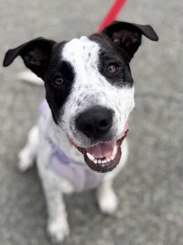 Fibula -  Pit Bull Terrier Dog for Adoption in Richmond, Virginia - Fibula | PetCurious