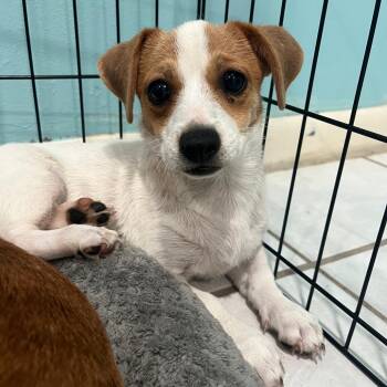 Jessie -  Chihuahua and Mixed Breed Dog for Adoption in Merritt Island, Florida - Jessie | PetCurious