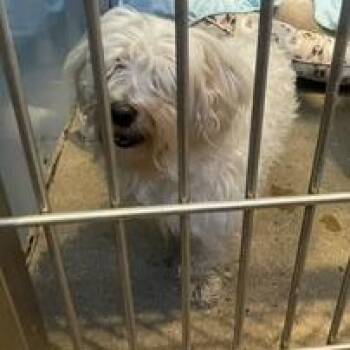 Blanca -  Maltese Dog for Adoption in Philadelphia, Pennsylvania - Blanca | PetCurious