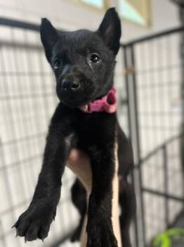 Belgian Shepherd Malinois Dogs Available for Adoption in Imlay City, Michigan - DND Litter - Kobold - Located In NC | PetCurious