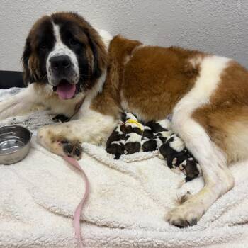 864 (2026) Mama Lulu -  Saint Bernard Dog for Adoption in Parker, Colorado - 864 (2026) Mama Lulu | PetCurious
