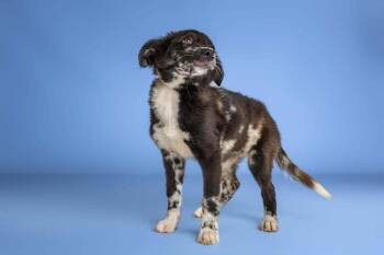 Lily Pad -  Catahoula Leopard Dog Dog for Adoption in Wolcott, Connecticut - Lily Pad | PetCurious