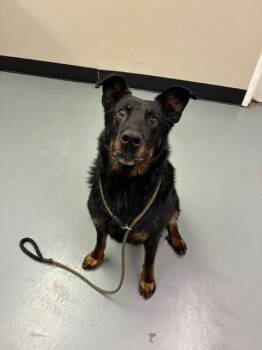 Nino -  Shepherd Dog for Adoption in Phoenix, Oregon - Nino | PetCurious