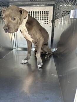 Rescue American Staffordshire Terrier and Mixed Breed Dogs for Adoption in Fort Worth, Texas - 59556863 | PetCurious