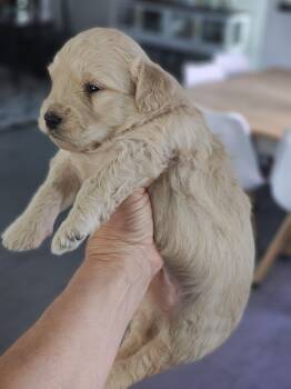 Goldendoodle Dogs Available for Adoption - Arte | PetCurious