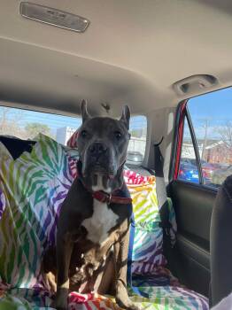 Rescue Pit Bull Terrier Dogs for Adoption in Shawnee, Oklahoma - Nyla | PetCurious