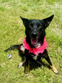 Princess -  German Shepherd Dog Dog for Adoption in Cleveland, Texas - Princess | PetCurious