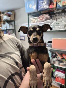 Minnie -  Miniature Pinscher Dog for Adoption in Bolivar, Missouri - Minnie | PetCurious