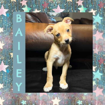 Rescue Chihuahua Dogs for Adoption in Highlands Ranch, Colorado - Bailey | PetCurious
