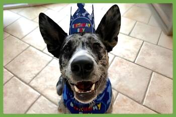 Border Collie and Rottweiler Dogs Available for Adoption in Amherst, Massachusetts - Jasper | PetCurious