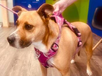 Penny (Lori) -  Shepherd Dog for Adoption in St. George, Utah - Penny (Lori) | PetCurious