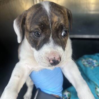 Yoshi -  Pit Bull Terrier Dog for Adoption in Birmingham, Alabama - Yoshi | PetCurious