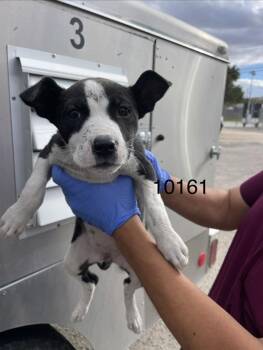 Buttons -  Pit Bull Terrier Dog for Adoption in Victorville, California - Buttons | PetCurious