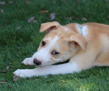 Rescue Husky Dogs for Adoption in San Diego, California - Asha