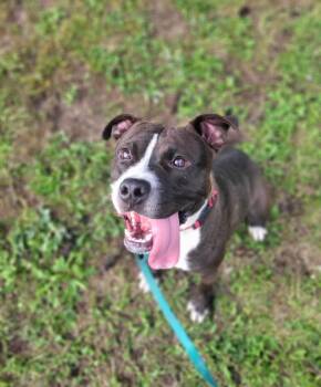 Rescue Terrier Dogs for Adoption in Syracuse, New York - Cojack | PetCurious