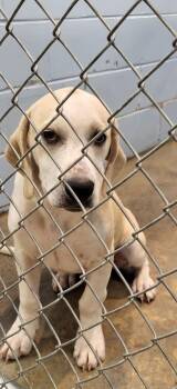Otis -  Basset Hound Dog for Adoption in Marion, Mississippi - Otis | PetCurious
