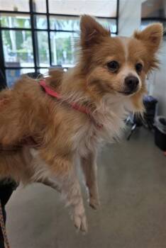 DAISY -  Papillon and Mixed Breed Dog for Adoption in Fort Lauderdale, Florida - DAISY | PetCurious