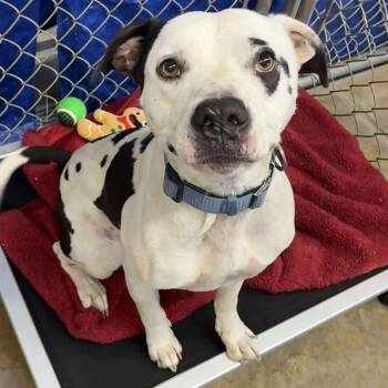 Rescue Pit Bull Terrier Dogs for Adoption in Petersburg, Illinois - Rhino | PetCurious