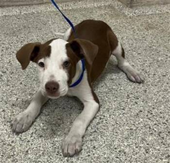 Rescue Pit Bull Terrier Dogs for Adoption in Conroe, Texas - A420495 | PetCurious