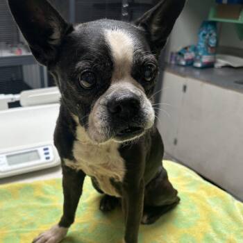 Lulu -  Boston Terrier Dog for Adoption in Dallas, Texas - Lulu | PetCurious