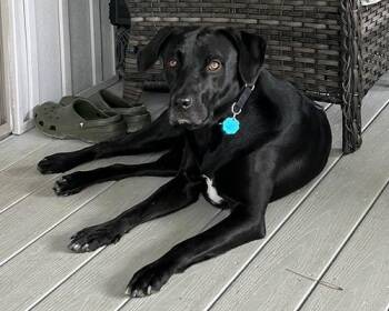 Rescue Black Labrador Retriever Dogs for Adoption in Lake Wylie, South Carolina - Quincey | PetCurious