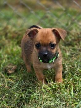 Chihuahua Dogs Available for Adoption in Penryn, California - Copper | PetCurious