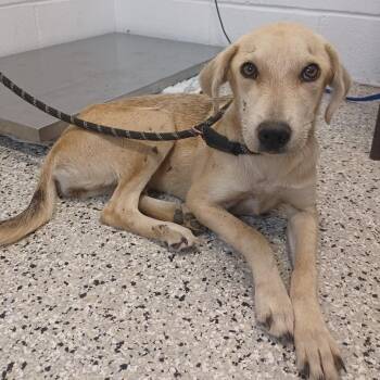 Honeybun -  Labrador Retriever and Feist Dog for Adoption in Hattiesburg, Mississippi - Honeybun | PetCurious