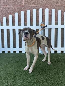 Rescue Pit Bull Terrier and Mixed Breed Dogs for Adoption in Modesto, California - KIP | PetCurious