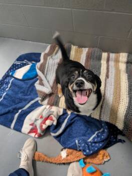Corgi and Jack Russell Terrier Dogs Available for Adoption in Winnipeg, Manitoba - Shiloh | PetCurious