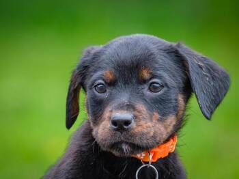 Denali -  Rottweiler Dog Available for Adoption in Pointe-fortune, Quebec - Denali | PetCurious
