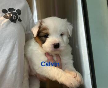 Rescue Miniature Schnauzer Dogs for Adoption in Gulf Breeze, Florida - Calvin | PetCurious