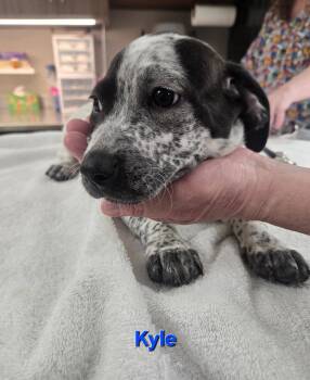 Australian Cattle Dog Blue Heeler Dogs Available for Adoption in Fullerton, Pennsylvania - Kyle | PetCurious