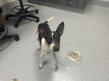 A383570 -  Parson Russell Terrier Dog for Adoption in Ocala, Florida - A383570 | PetCurious