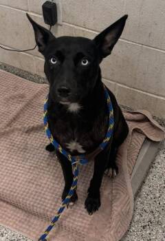 Cecilia -  Pit Bull Terrier and Mixed Breed Dog for Adoption in Kansas City, Missouri - Cecilia | PetCurious
