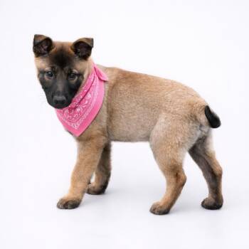 Belgian Shepherd Malinois Dogs Available for Adoption - MIYA GS  | PetCurious