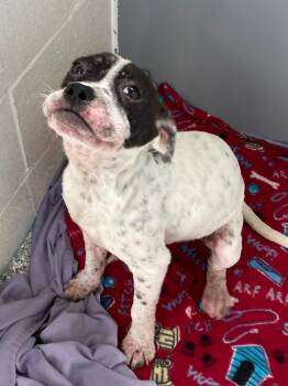 Rescue Bulldog Dogs for Adoption in Carmel Hamlet, New York - Stormie | PetCurious
