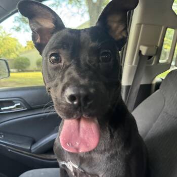 Rescue Labrador Retriever and Pit Bull Terrier Dogs for Adoption in Burlington, New Jersey - Quentin | PetCurious