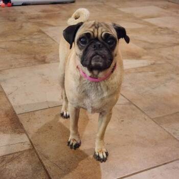 Jenny -  Pug Dog for Adoption in Severance, Colorado - Jenny | PetCurious