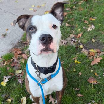 Cedar -  Boxer Dog for Adoption in Grand Rapids, Michigan - Cedar | PetCurious