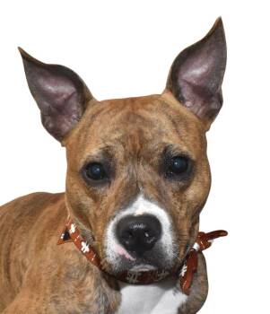 Rescue Boxer Dogs for Adoption in Springfield, Ohio - Teddy | PetCurious